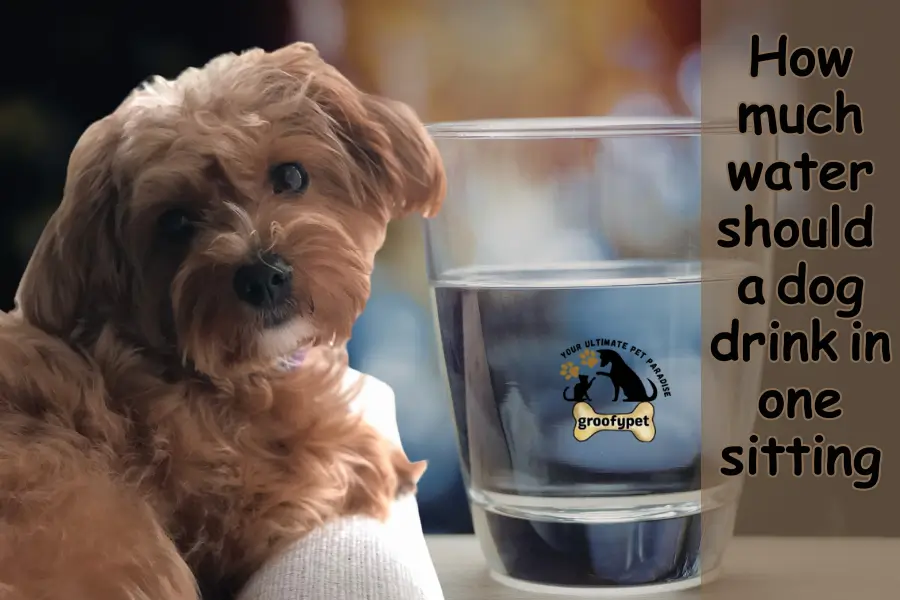 how much water should a dog drink in one sitting