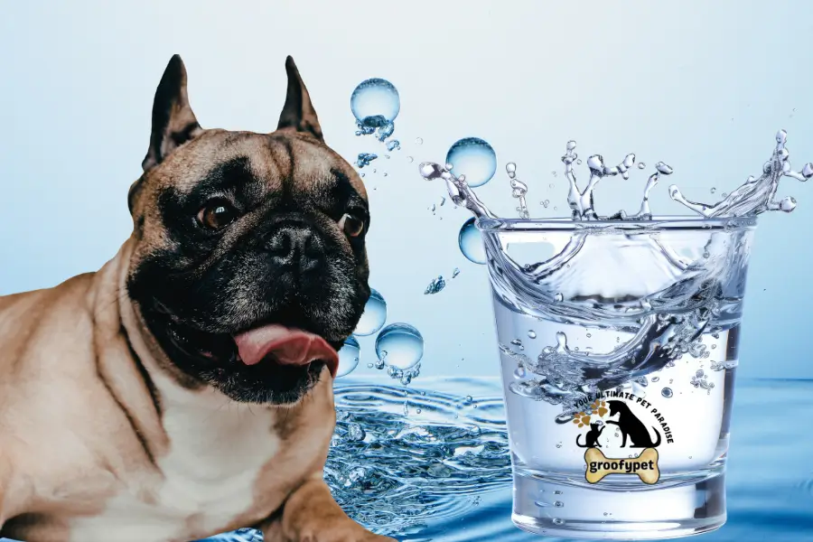 how much water should a dog drink in one sitting