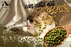 can cats eat mung beans
