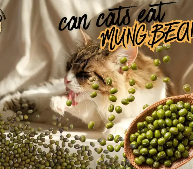 Can Cats Eat Mung Beans?Risks Benefits And Powerful Tips!