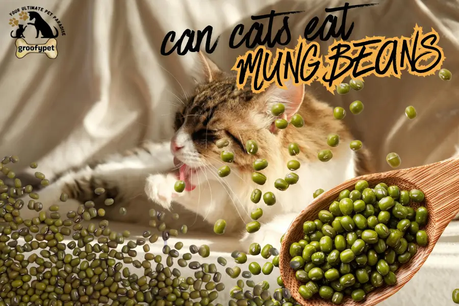 can cats eat mung beans