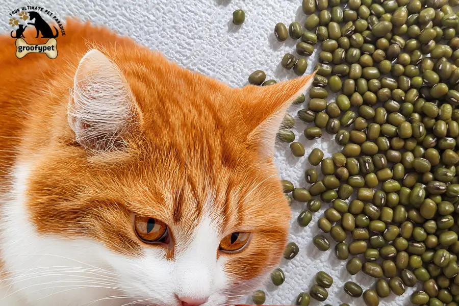 can cats eat mung beans