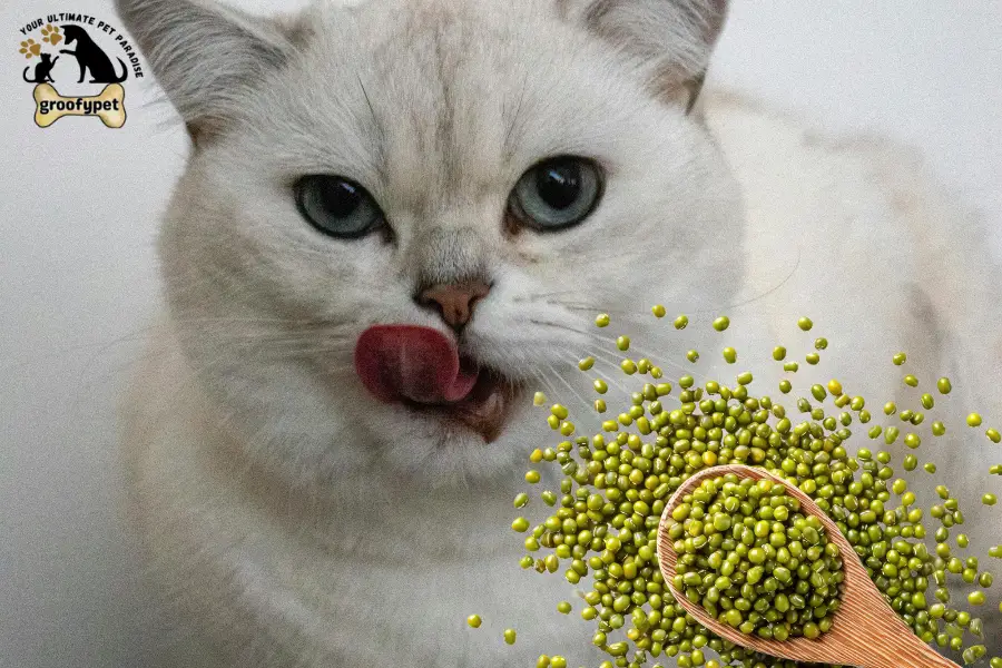 can cats eat mung beans