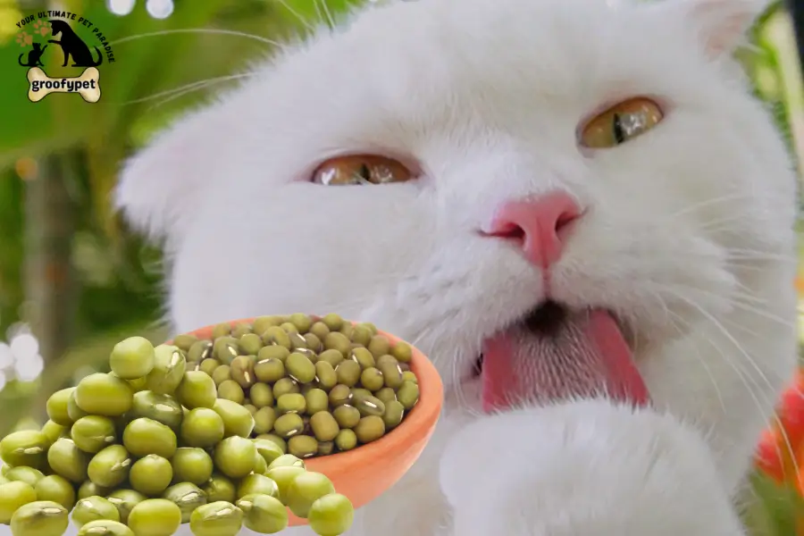 can cats eat mung beans