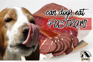 can dogs eat pastrami