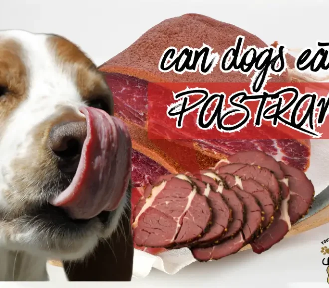 Can Dogs Eat Pastrami? Risks, Benefits and Safe Alternatives!