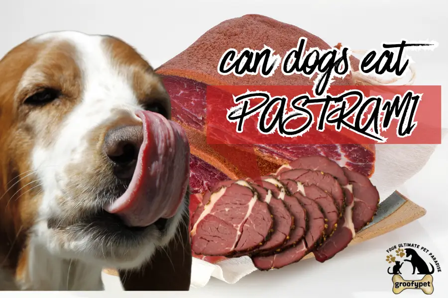 can dogs eat pastrami