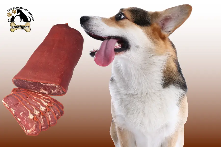 can dogs eat pastrami