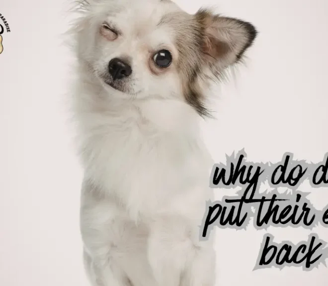 Why Do Dogs Put Their Ears Back Explaining This Common Dog Behavior!