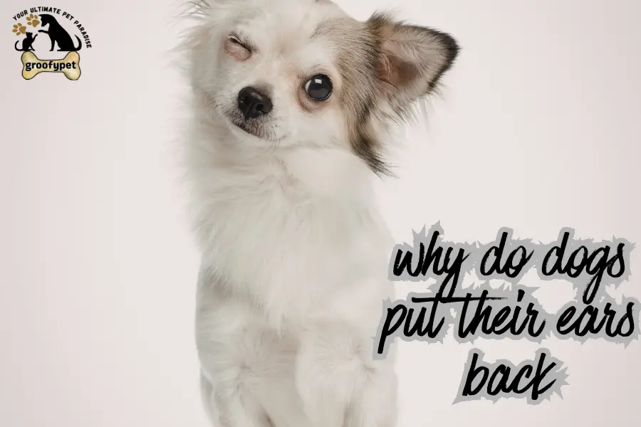 why do dogs put their ears back