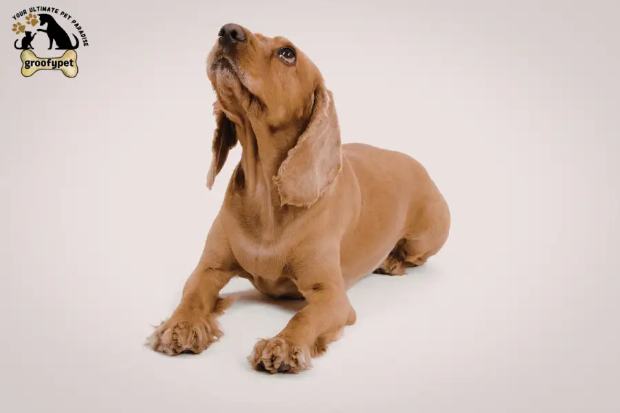 why do dogs put their ears back