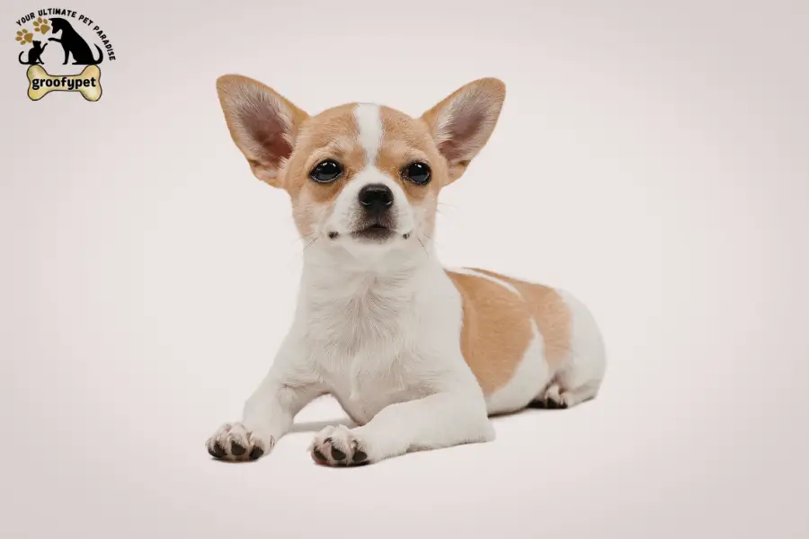 why do dogs put their ears back