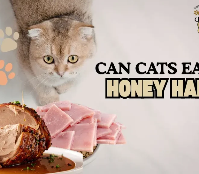 Can Cats Eat Honey Ham? Risks Benefits and safe Alternatives!