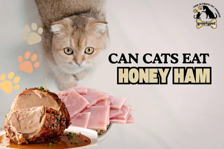 can cats eat honey ham