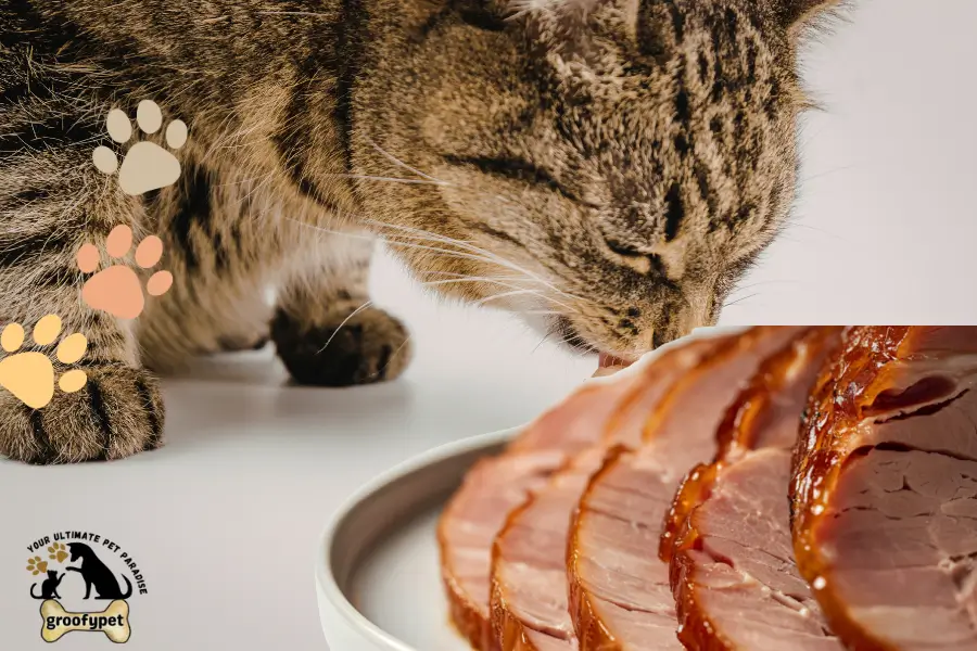 can cats eat honey ham