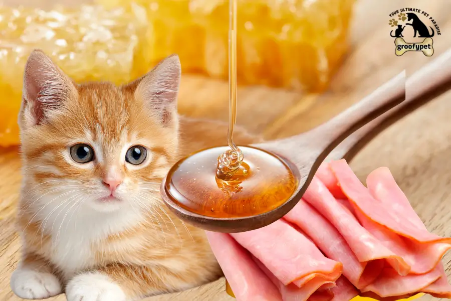 can cats eat honey ham