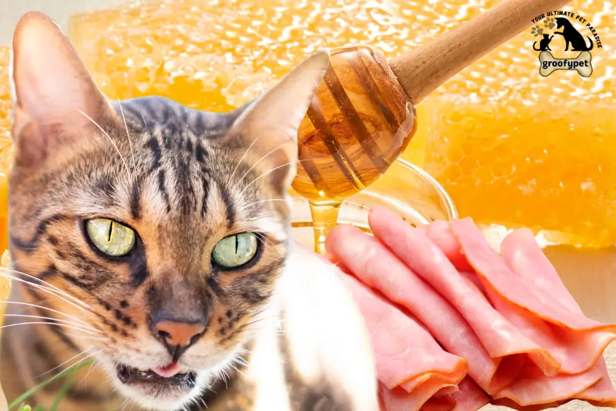 can cats eat honey ham