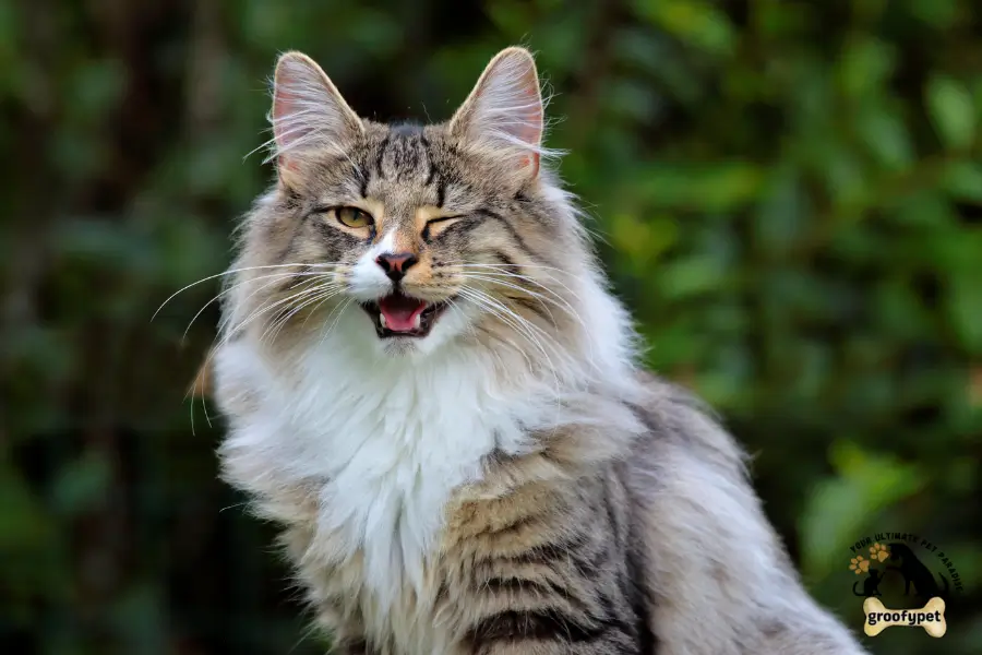 cat breeds with tufted ears