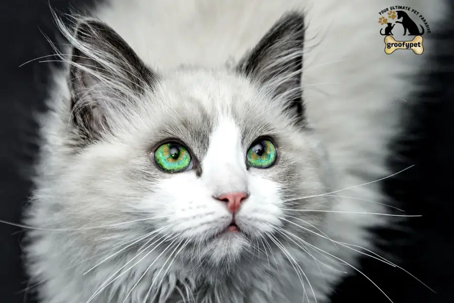 cat breeds with tufted ears