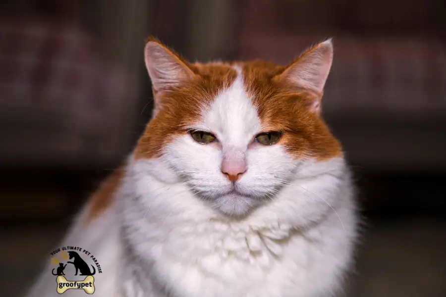 cat breeds with tufted ears