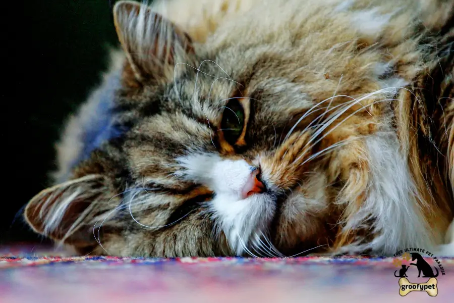 cat breeds with tufted ears