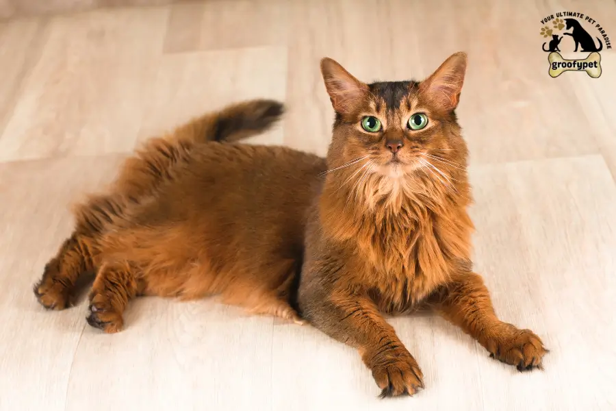 cat breeds with tufted ears