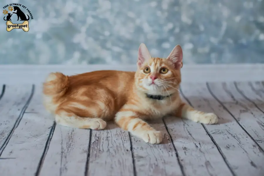 cat breeds with tufted ears