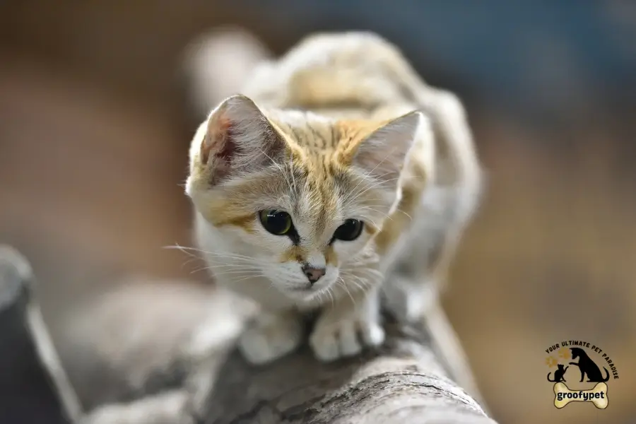 cat breeds with tufted ears