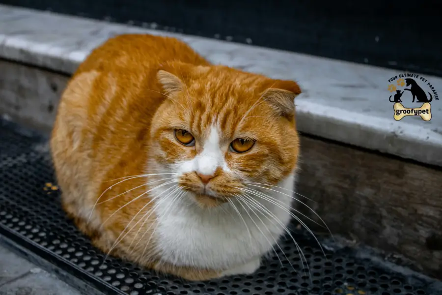 cat breeds with tufted ears