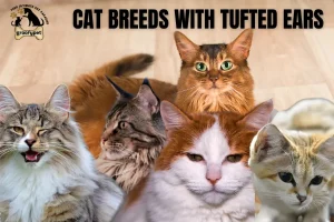 cat breeds with tufted ears