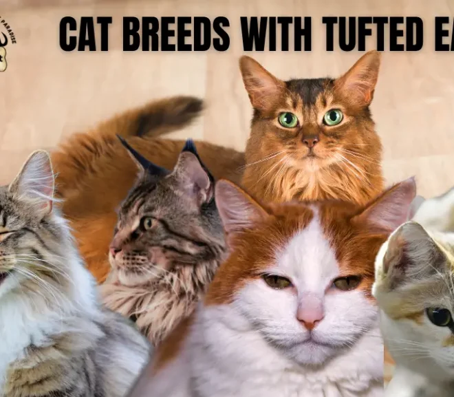 Cat Breeds With Tufted Ears That Look Wild But Love Deeply!
