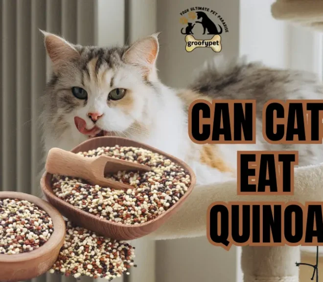 Can Cats Eat Quinoa? Risks, Benefits And Safe Alternatives!