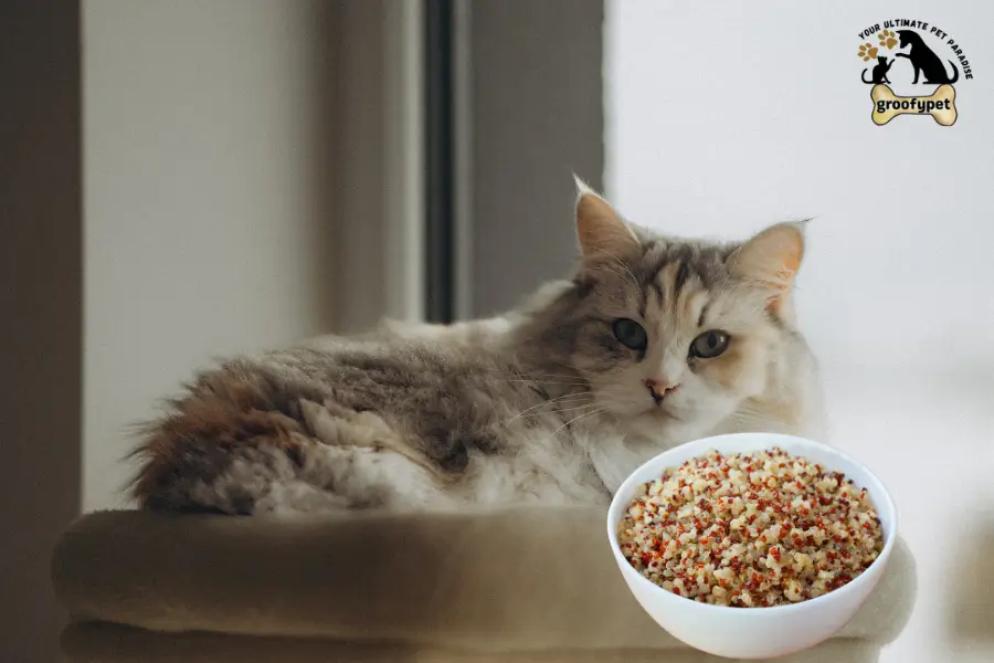can cats eat quinoa