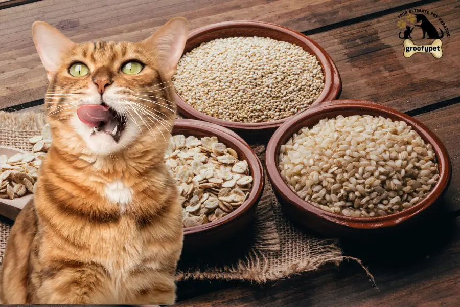 can cats eat quinoa