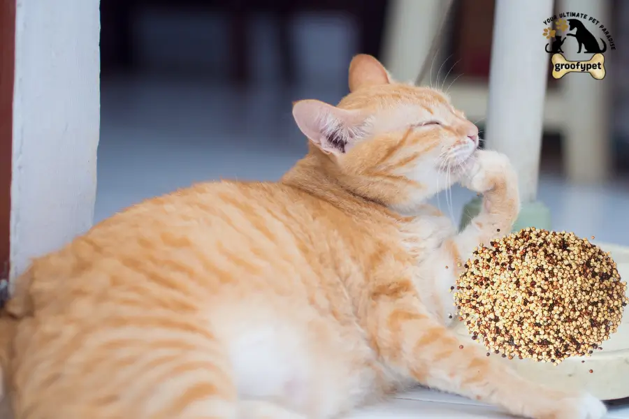can cats eat quinoa