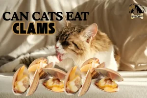 can cats eat clams