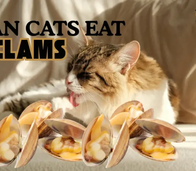 Can Cats Eat Clams?Risks,Benefits And Safe Alternatives!