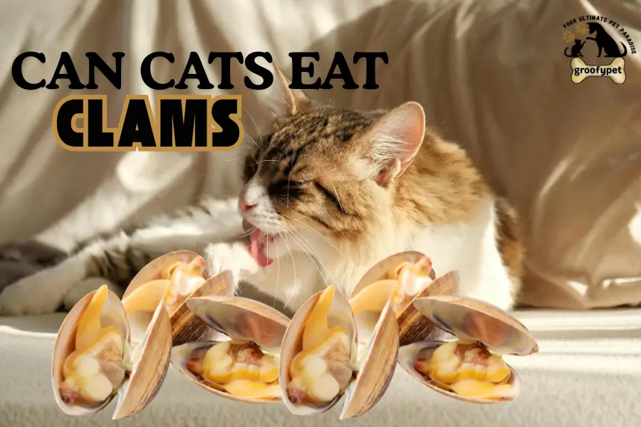 can cats eat clams