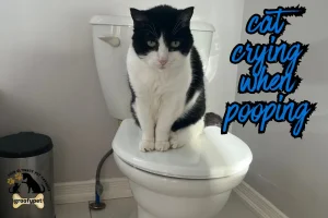 cat crying when pooping