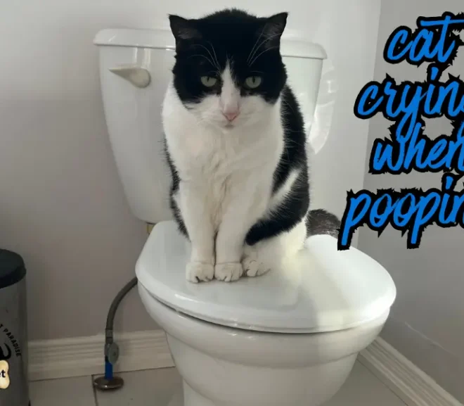 Cat Crying When Pooping A Painful Sign Every Pet Owner Knows!