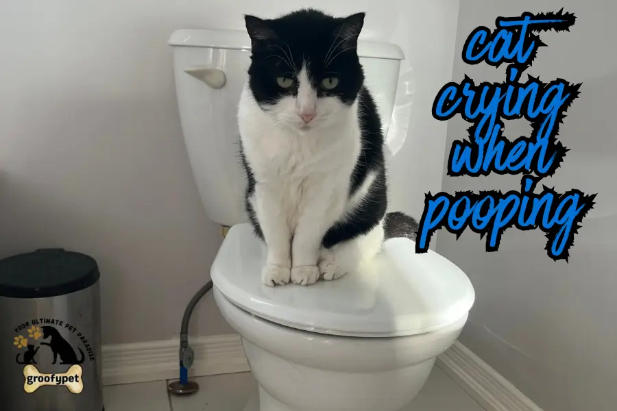 cat crying when pooping