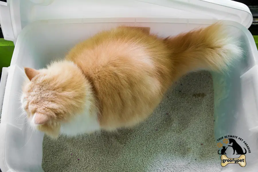 cat crying when pooping