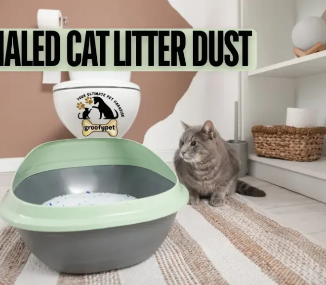 Inhaled Cat Litter Dust Warnings Every Pet Owner Needs to Hear!