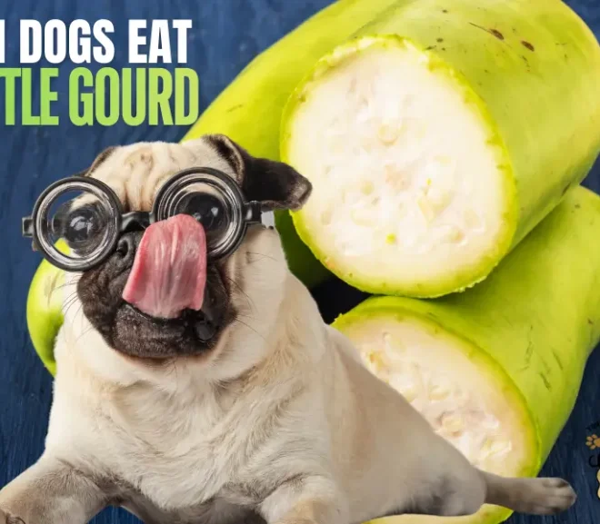 Can Dogs Eat Bottle Gourd Safely The Complete Caring Pet Guide!