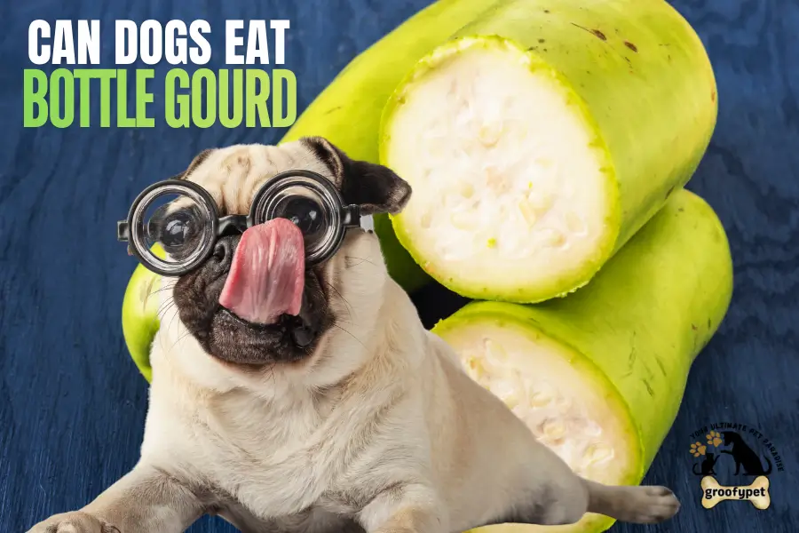can dogs eat bottle gourd