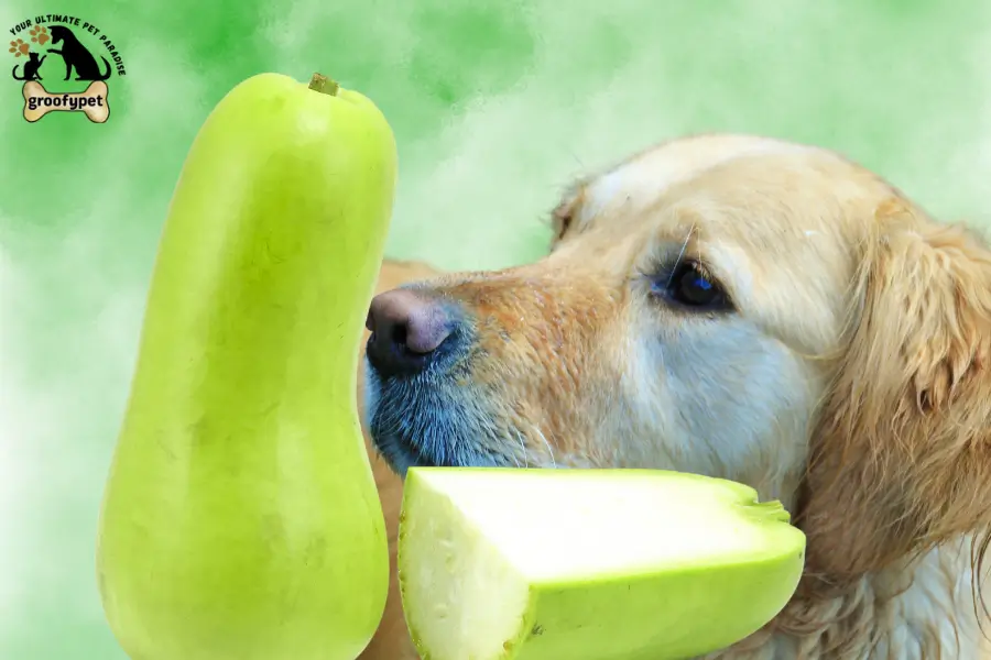 can dogs eat bottle gourd
