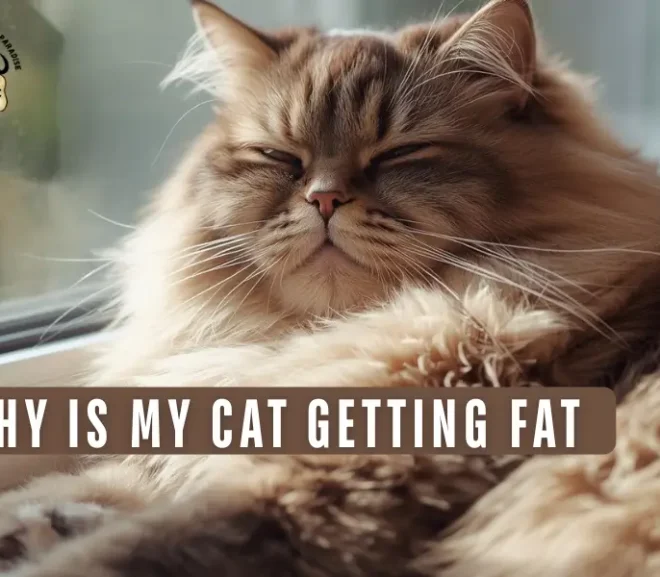 Why Is My Cat Getting Fat? The UltimateGuide For Cat Parents!