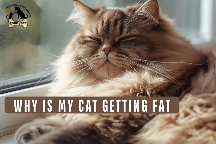 why is my cat getting fat