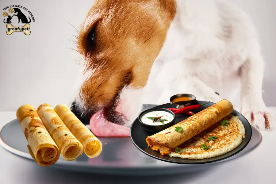 can dogs eat dosa
