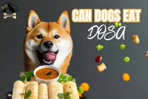 can dogs eat dosa